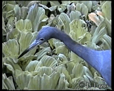 Little Blue Heron - ML201282791