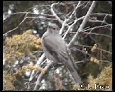 Townsend's Solitaire - ML201282911
