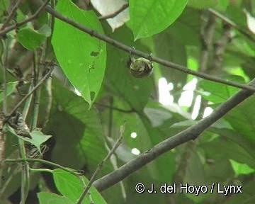 Olivaceous Piculet - ML201283011