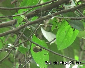 Olivaceous Piculet - ML201283021