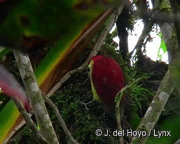 Crimson-mantled Woodpecker (Crimson-mantled) - ML201283061
