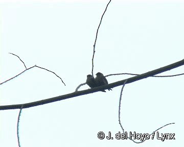 White-thighed Swallow - ML201283201