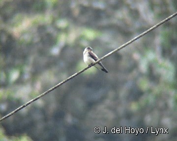 Southern Rough-winged Swallow - ML201283211
