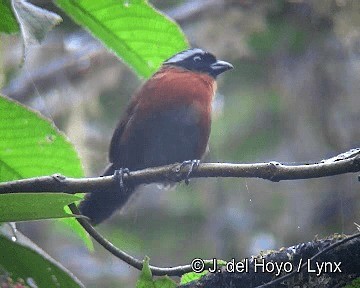Tanager Finch - ML201283331
