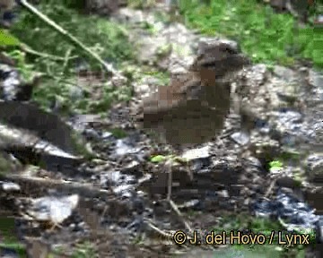 Rufous-collared Sparrow (Rufous-collared) - ML201283401