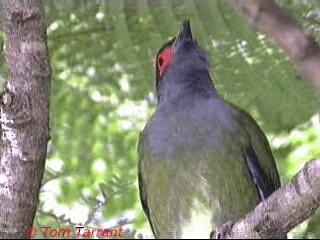 Australasian Figbird - ML201283931