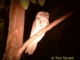 Marbled Frogmouth (Plumed) - ML201284021