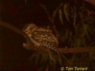 Marbled Frogmouth (Plumed) - ML201284031