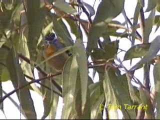 Spotted Pardalote (Spotted) - ML201284181