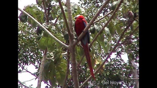 Scarlet Macaw - ML201284681