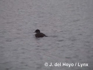 Andean Duck - ML201285201