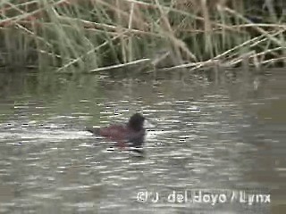 Andean Duck - ML201285211