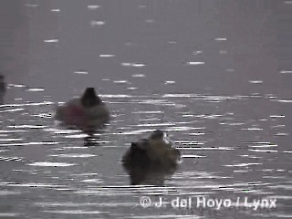 Andean Duck - ML201285221
