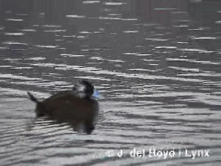 Andean Duck - ML201285231