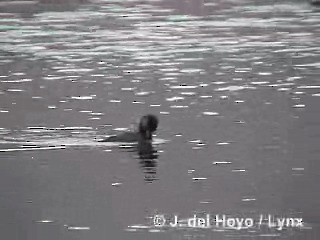 Andean Duck - ML201285251