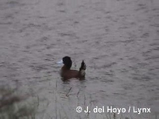 Andean Duck - ML201285261