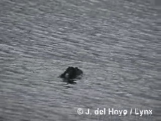 Andean Duck - ML201285271