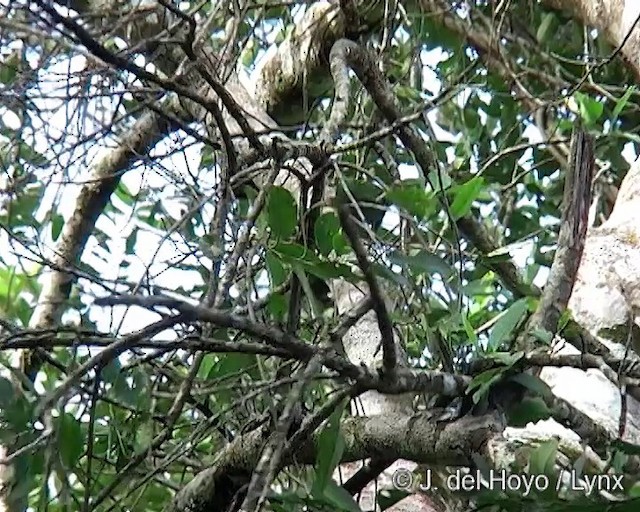 Squirrel Cuckoo (Amazonian) - ML201285601