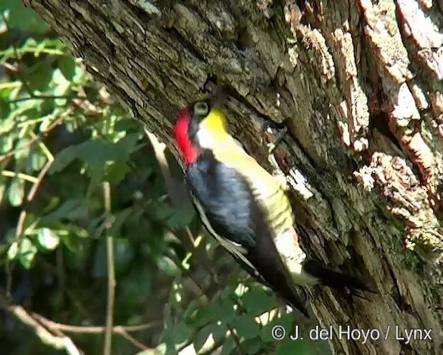 Yellow-fronted Woodpecker - ML201285621