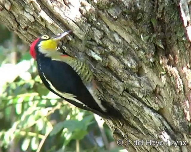 Yellow-fronted Woodpecker - ML201285631