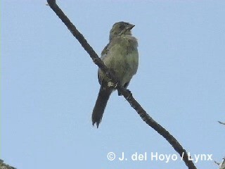 Zapata Sparrow - ML201286081