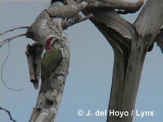 Cuban Green Woodpecker - ML201286161