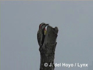 Cuban Green Woodpecker - ML201286171