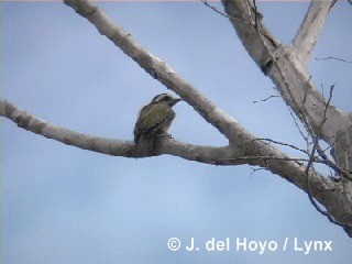 Cuban Green Woodpecker - ML201286181