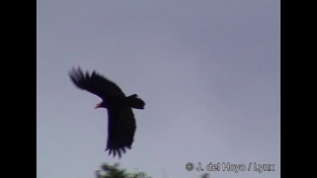 Greater Yellow-headed Vulture - ML201286201