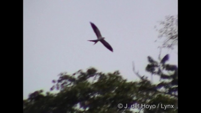 Swallow-tailed Kite - ML201286211