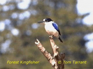 Forest Kingfisher - ML201286331