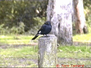 Pied Currawong - ML201286371