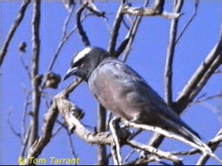White-browed Woodswallow - ML201286401