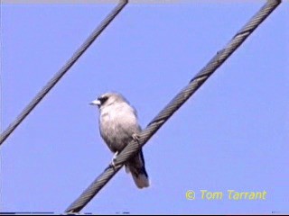 Black-faced Woodswallow (Black-vented) - ML201286421