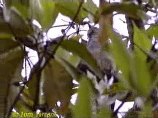 Brush Cuckoo (Australasian) - ML201286541