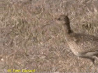 Little Curlew - ML201286621