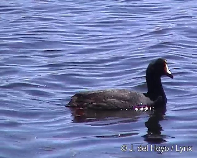 Giant Coot - ML201286981