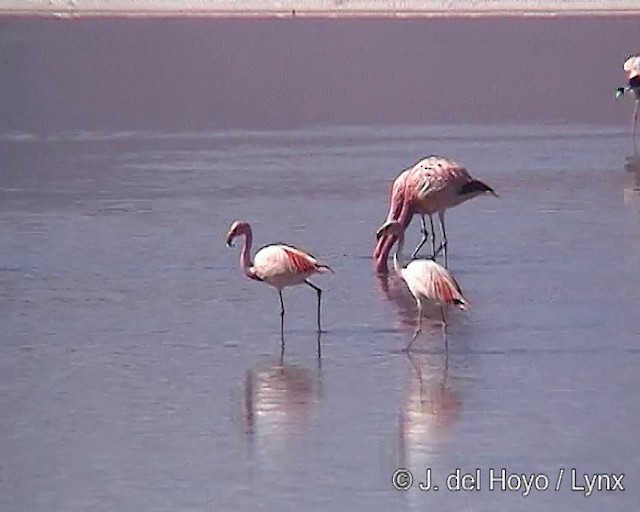 Andean Flamingo - ML201287051