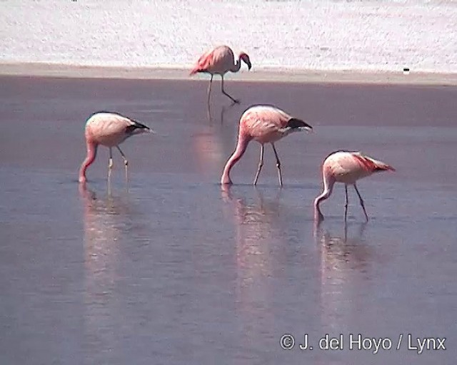 Andean Flamingo - ML201287071