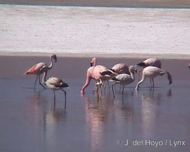 Andean Flamingo - ML201287091