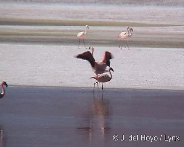 Andean Flamingo - ML201287111