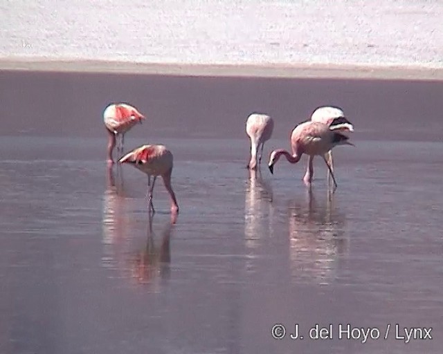 Andean Flamingo - ML201287131