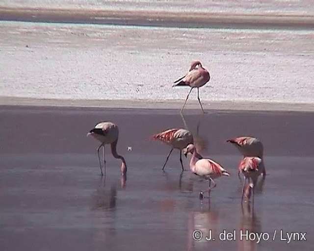 Andean Flamingo - ML201287151