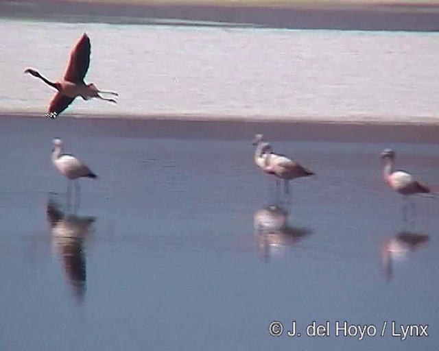 Andean Flamingo - ML201287171