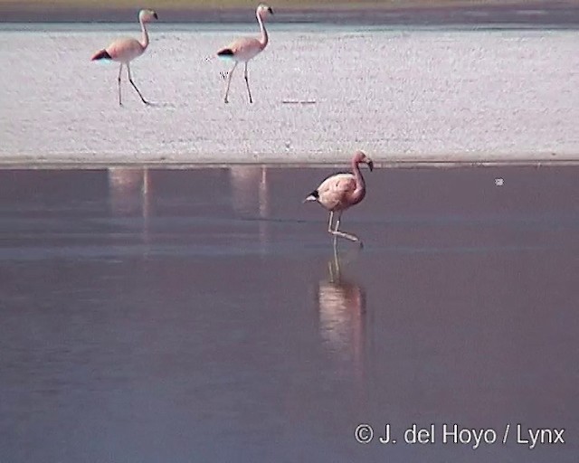 Andean Flamingo - ML201287181