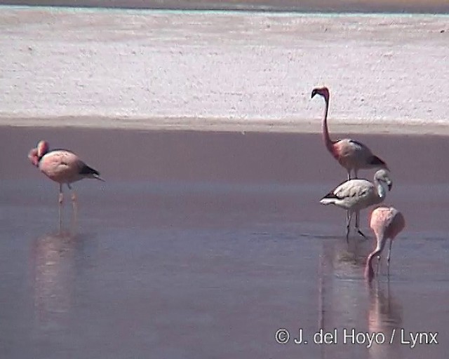 Andean Flamingo - ML201287191