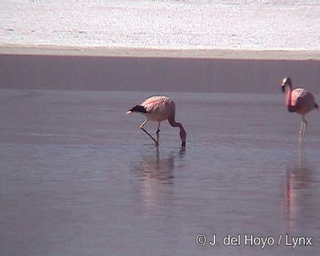 Andean Flamingo - ML201287201