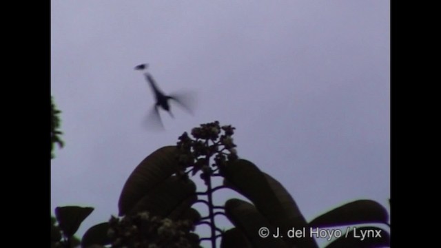 kolibřík pálkoocasý - ML201287211