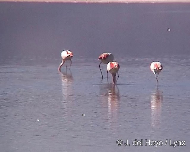 James's Flamingo - ML201287221