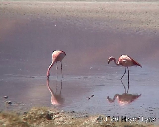 James's Flamingo - ML201287251